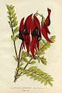 Clianthus Dampieri (Sturt's Desert Pea) Clianthus Dampieri (Sturt's Desert Pea)