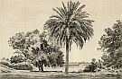 Palm Tree On Rotunda Lawn, Adelaide